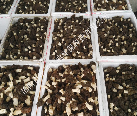 四川菌類烘干機